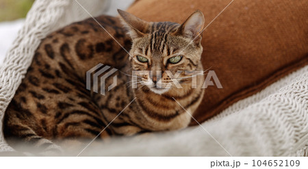 Bengal cat relaxing in hammock Bengal cat relaxing in hammock 104652109