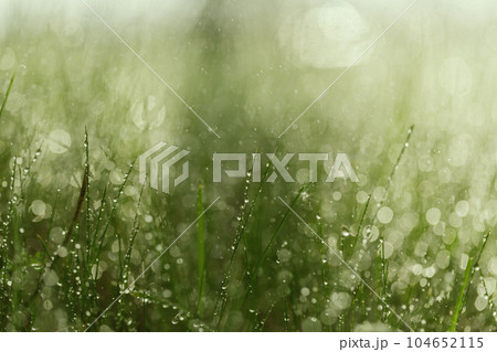 green grass with water drops close-up in sunlight background green grass with water drops close-up in sunlight background 104652115