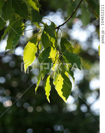 木漏れ日を浴びたクスノキの葉っぱ（梅雨晴れの楠の枝葉） 104652211