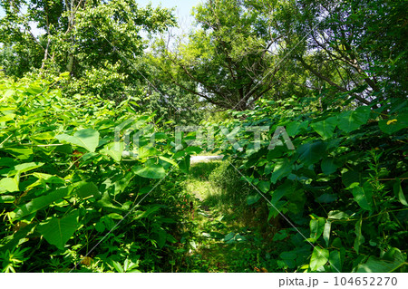 手稲山口バッタ塚横の茂みを歩く。 104652270