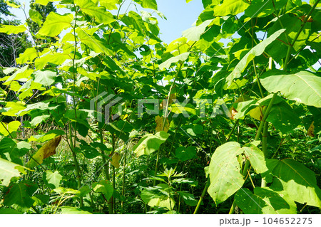 手稲山口バッタ塚横の茂みを歩く。 104652275
