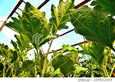 young eggplant plants in a greenhouse, spring, sunlight, selective focu young eggplant plants in a greenhouse, spring, sunlight, selective focu 104652383