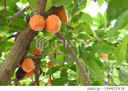 熟したカカオの実と温室 104652416