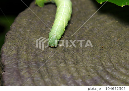 若草色の大型の芋虫、スズメガ科幼虫の頭部（マクロレンズ使用・自然光・接写写真） 104652503