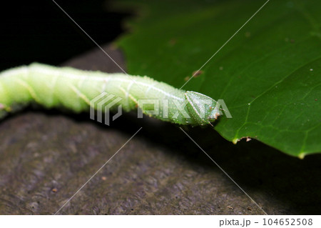 若草色の大型の芋虫、スズメガ科の幼虫が葉の上を這う（マクロレンズ使用・自然光・接写写真） 104652508