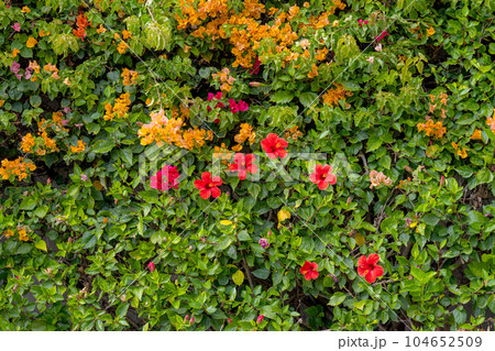 beautiful blooming bougainvillea 104652509