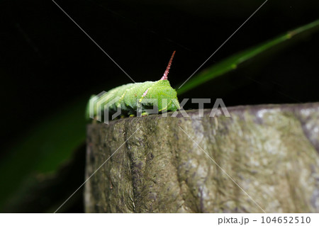 若草色の大型の芋虫、スズメガ科の幼虫が人工丸太の上を這う（マクロレンズ使用・自然光・接写写真） 104652510