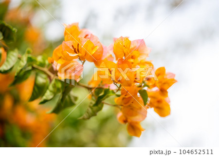 beautiful blooming bougainvillea 104652511