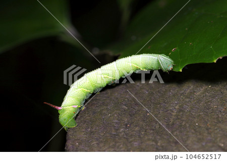 若草色の大型の芋虫、スズメガ科の幼虫が這う(マクロレンズ使用・自然光・接写写真) 若草色の大型の芋虫、スズメガ科の幼虫が這う(マクロレンズ使用・自然光・接写写真) 104652517