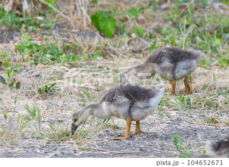 small geese grazing in the meadow 104652671