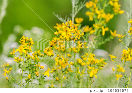 Hypericum flowers in the meadow Hypericum flowers in the meadow 104652672