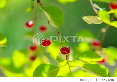 cherry berries on a tree close-up cherry berries on a tree close-up 104652690