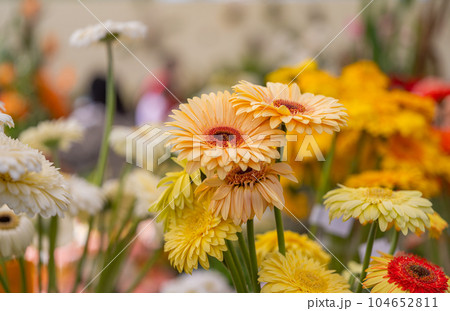 gerbera flowers at a flower show gerbera flowers at a flower show 104652811