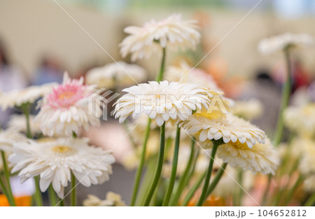 gerbera flowers at a flower show gerbera flowers at a flower show 104652812
