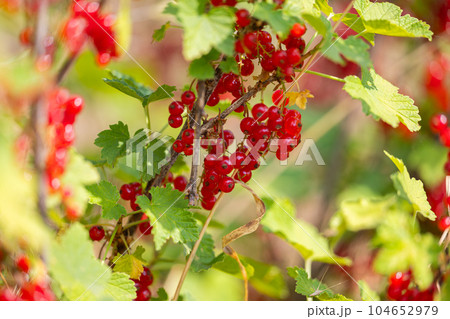 red currant growing in the garden red currant growing in the garden 104652979