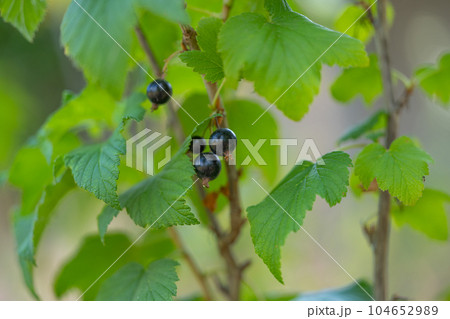blackcurrant growing in the garden 104652989