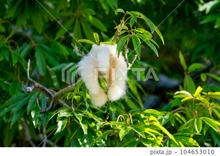 Ceiba pentandra with cotton fiber 104653010