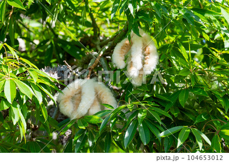 Ceiba pentandra with cotton fiber 104653012