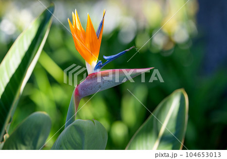 Strelitzia flower growing in Madeira Strelitzia flower growing in Madeira 104653013