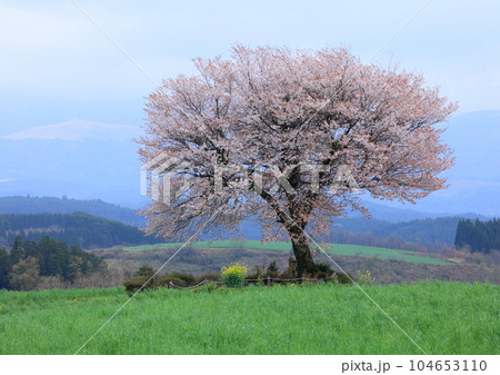 満開の一本桜（前原牧場・熊本県小国町） 104653110