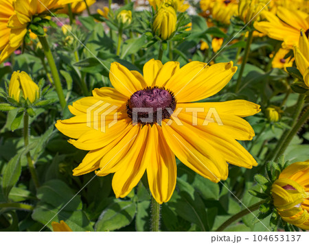 晴れた日に咲くルドベキア【ルドベキア・サンベキア・マヤ 】 104653137