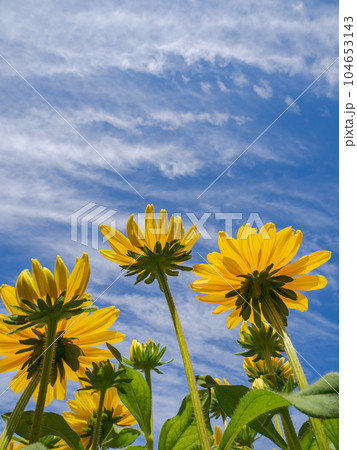 夏の青空とルドベキア【ルドベキア・サンベキア・マヤ 】 夏の青空とルドベキア【ルドベキア・サンベキア・マヤ 】 104653143