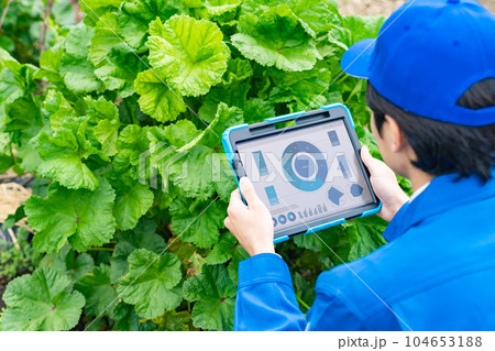 農作物をタブレットでデジタル管理する農業従事者　スマート農業　アグリテック 104653188