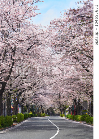 桜の花が満開のかむろ坂 104653631