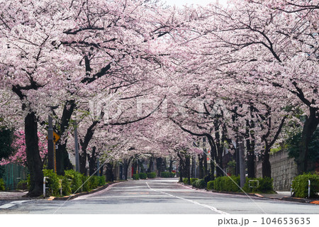 桜の花が満開のかむろ坂 104653635