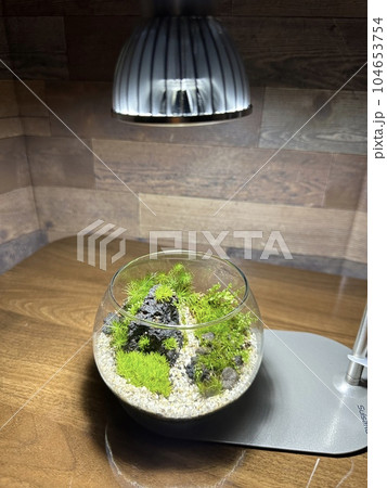 苔リュウム 苔リュウム 104653754