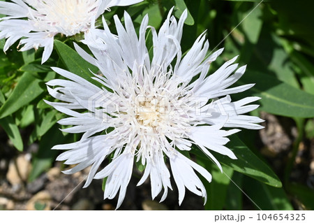 ストケシア（キク科）の白い花　別名ルリギク 104654325