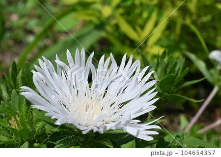 ストケシア（キク科）の白い花　別名ルリギク 104654357