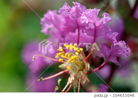 紫色のサルスベリの花アップ(マクロレンズ使用・屋外自然光・接写写真) 紫色のサルスベリの花アップ(マクロレンズ使用・屋外自然光・接写写真) 104655046