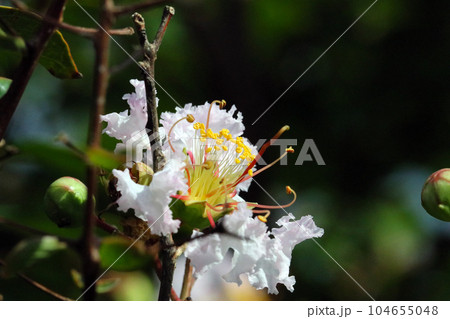 白地にうっすらとピンクのサルスベリの花アップ（マクロレンズ使用・屋外自然光・接写写真） 104655048