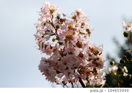 空に向かって逆光気味の満開のピンク色サルスベリの円錐花序。 104655049