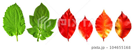 Autumn and spring leaf, leaf of tree different color, isolated on white background Autumn and spring leaf, leaf of tree different color, isolated on white background 104655168