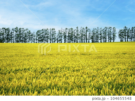 美瑛の丘 104655548