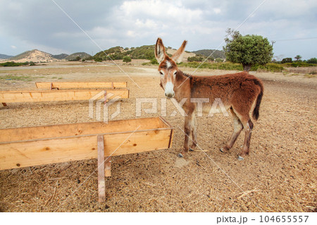 Wild donkey near food / water channel flume. These animals roam freely in Karpass region of Northern Cyprus Wild donkey near food / water channel flume. These animals roam freely in Karpass region of Northern Cyprus 104655557