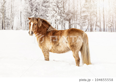Light brown horse standing on snow field, side view, sun shines over trees in background. Light brown horse standing on snow field, side view, sun shines over trees in background. 104655558