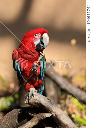 足で木をつんだベニコンゴウインコ 足で木をつんだベニコンゴウインコ 104655744