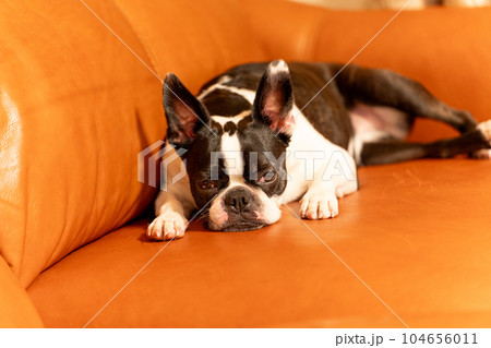 ソファでくつろぐボストンテリア 104656011