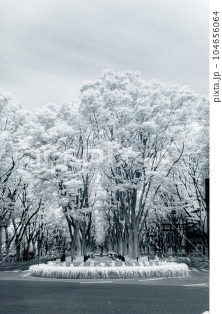 仙台定禅寺通り_2023年_赤外線写真 仙台定禅寺通り_2023年_赤外線写真 104656064