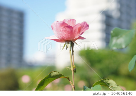 バラ園に咲くピンク色の一輪の薔薇。 バラ園に咲くピンク色の一輪の薔薇。 104656140