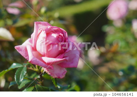 バラ園をお散歩。ピンク色の薔薇がとても綺麗に咲いてるよ。 バラ園をお散歩。ピンク色の薔薇がとても綺麗に咲いてるよ。 104656141