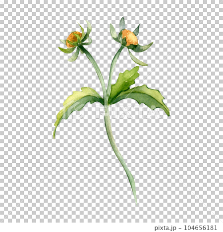 Bidens tripartita medicinal plant watercolor illustration isolated on white background. Tree lobe beggarttick yellow flower, useful herb bur marigold hand drawn. Design for label, package, postcard Bidens tripartita medicinal plant watercolor illustration isolated on white background. Tree lobe beggarttick yellow flower, useful herb bur marigold hand drawn. Design for label, package, postcard 104656181