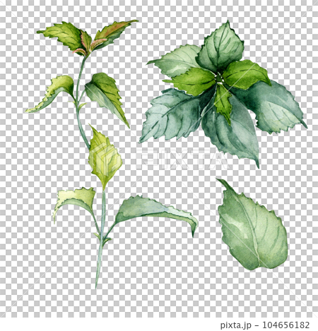 Set of nettle stem herbal plant watercolor illustration isolated on white background. Urtica dioica, green leaves, useful herb hand drawn. Design for label, package, postcard 104656182