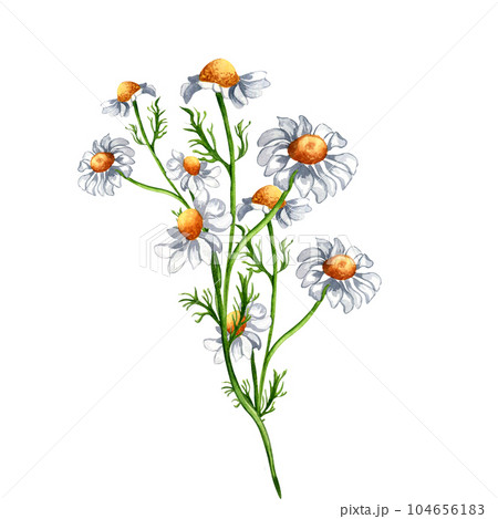 Chamomile medicinal plant watercolor illustration isolated on white background. Daisy yellow flower, useful herb camomile hand drawn. Design for label, package, postcard 104656183