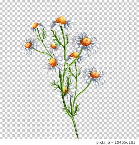 Chamomile medicinal plant watercolor illustration isolated on white background. Daisy yellow flower, useful herb camomile hand drawn. Design for label, package, postcard 104656183
