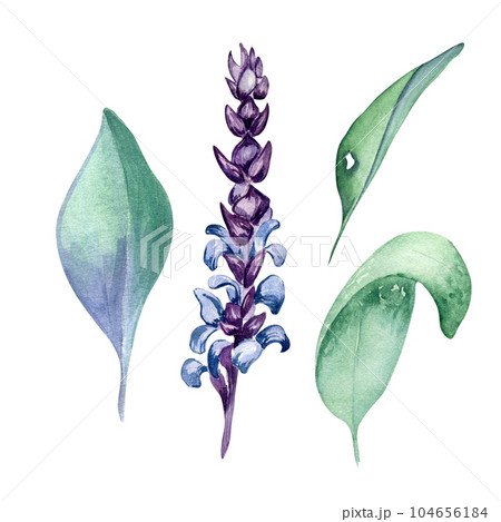 Sage herbal plant watercolor illustration isolated on white background. Salvia officinalis, purple leaves, useful herb hand drawn. Design for label, package, postcard 104656184