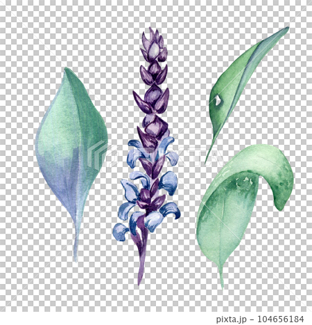 Sage herbal plant watercolor illustration isolated on white background. Salvia officinalis, purple leaves, useful herb hand drawn. Design for label, package, postcard 104656184